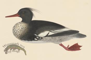 Rudbeck CFA 228 Merganser